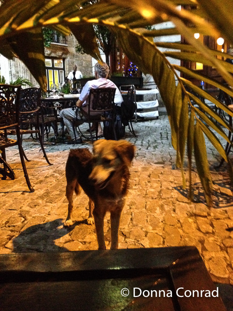 dog - flash fiction - plaza de san francisco - havana- cafe del oriente - donna conrad